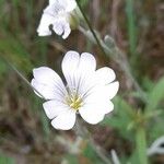 Cerastium tomentosum Fleur