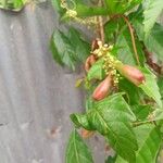 Paullinia pinnata Fruit