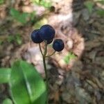 Clintonia borealis Fruit