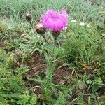 Centaurea nigra Blatt