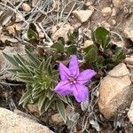 Ruellia parryi Leaf