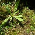 Primula vialii Blatt