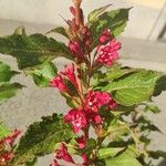 Weigela floridaЦветок