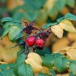 Rosa villosa Fruit