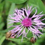 Centaurea rhaetica Flower