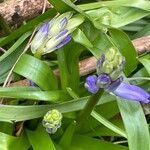 Hyacinthoides non-scripta Fleur