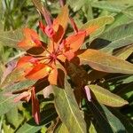 Euphorbia griffithii Flor