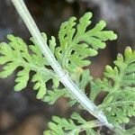 Lavandula multifida Blatt