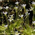 Pinguicula crystallina Natur