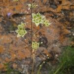 Anticlea elegans Fiore