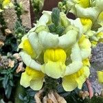 Antirrhinum latifolium Floro