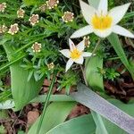 Tulipa turkestanica Flor