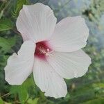 Hibiscus laevis Kvet