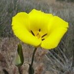 Calochortus clavatus Flor