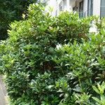 Rhododendron maximum عادت داشتن