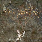 Eriogonum thomasii Habitus