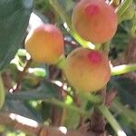 Ficus erecta Gyümölcs