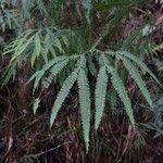 Gleichenella pectinata Hoja