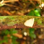 Macaranga angolensis Casca