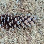 Pinus monticola Fruto