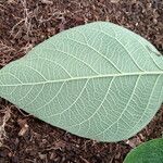Cornutia pyramidata Leaf