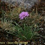 Armeria malinvaudii Hábitos