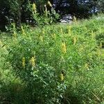 Crotalaria trichotoma Hábito