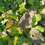 Brassica juncea पत्ता