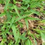 Luzula alpinopilosa Flor