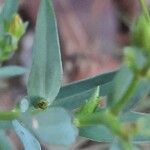 Linum strictum Leaf