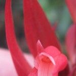 Stenorrhynchos speciosum Flower