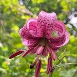 Lilium martagonFlor