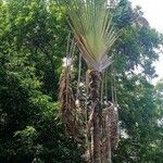 Ravenala madagascariensis Lehti