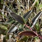 Gentiana affinis Leaf