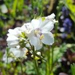 Polemonium caeruleumЦветок