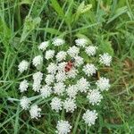 Ammi majusFlower