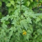 Bidens bipinnataЦвят