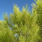 Pinus halepensis Folha