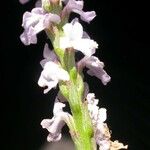 Verbena simplex 花