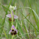 Ophrys fuciflora മറ്റ്