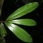 Duguetia eximia Hoja