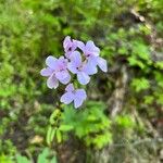 Cardamine bulbiferaLorea