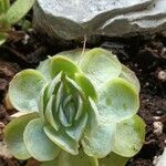 Aeonium castello-paivae Likasa