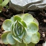 Aeonium castello-paivae पत्ता