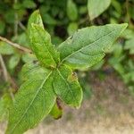 Cornus amomum Folla