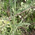 Achillea coarctata Blad