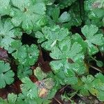 Geranium columbinum List