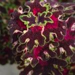 Coleus decurrens Листок