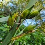 Iris pseudacorus Frukt