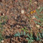 Hoffmannseggia glauca موطن